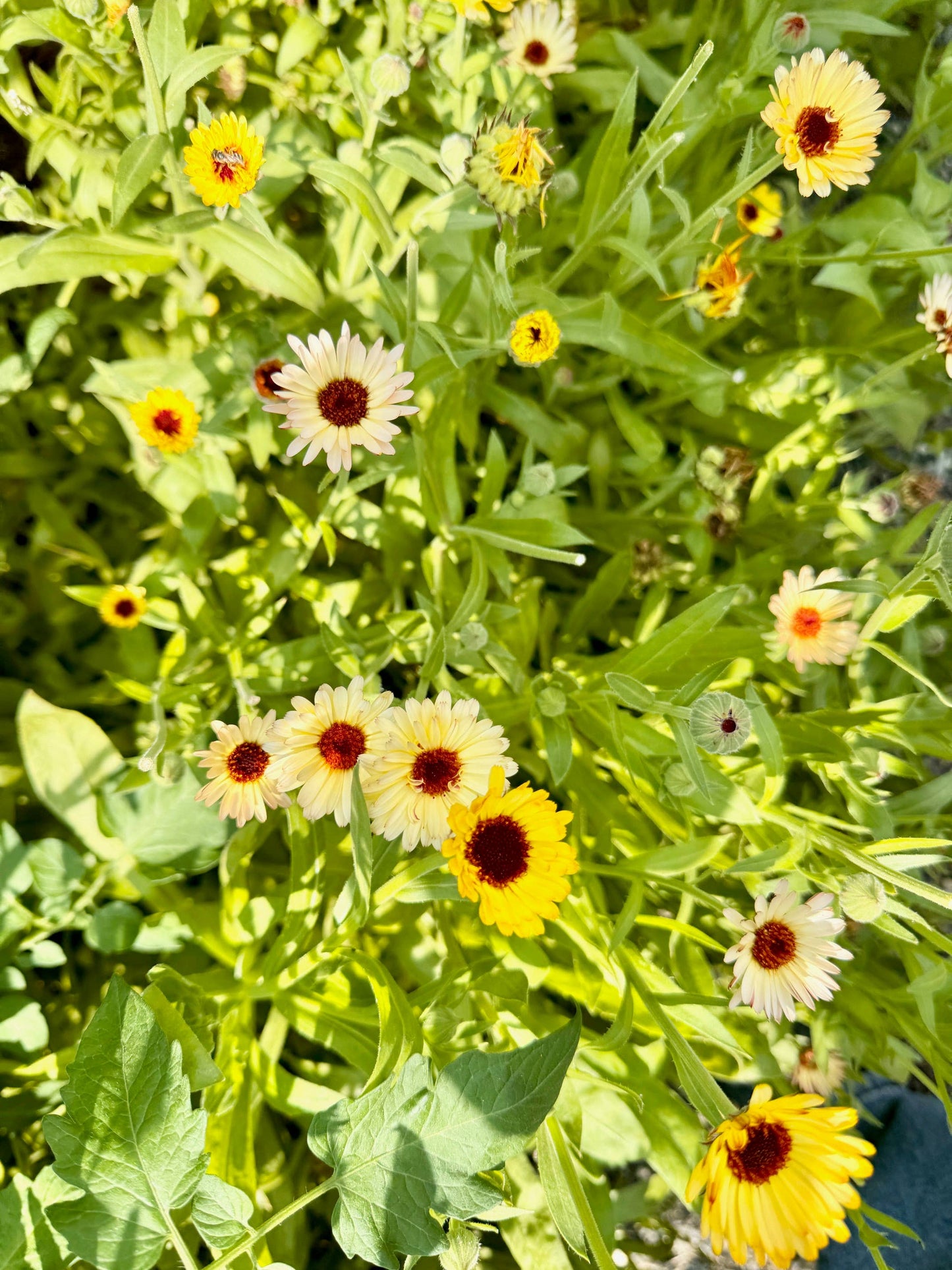 The Quiet Botanist - Morning Glory Chocolate Bar